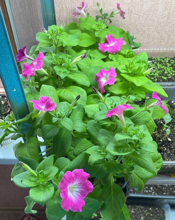 Петунии больше всех обрадовались.