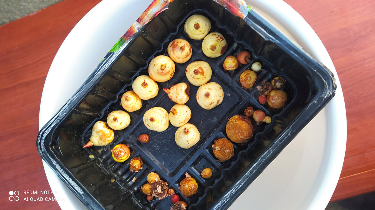 Ацидантера