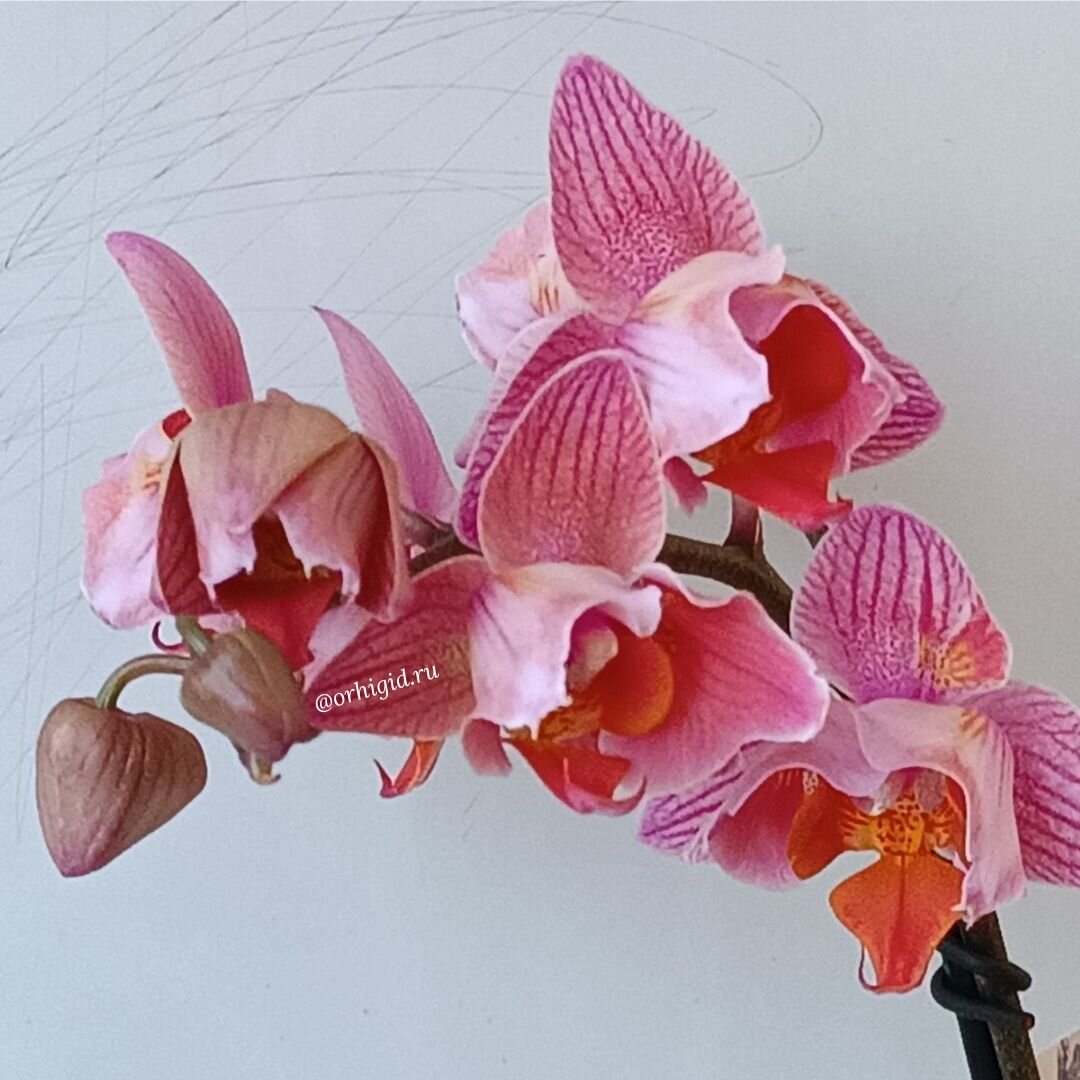 Как определить какая мутация у орхидеи по форме ее бутона? Основные отличия бутонов разных гибридов