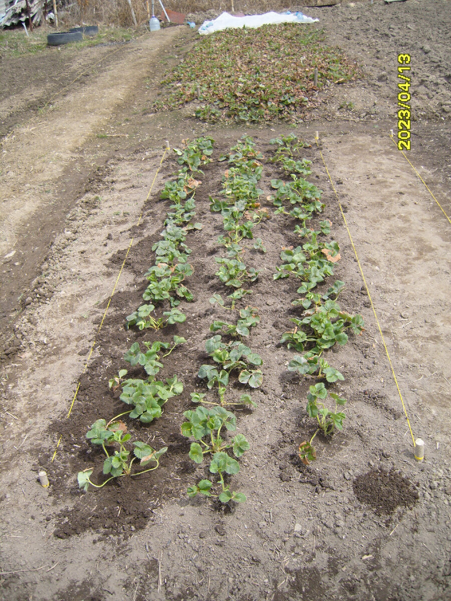 Небольшая грядка из усов одного кустика Купчихи