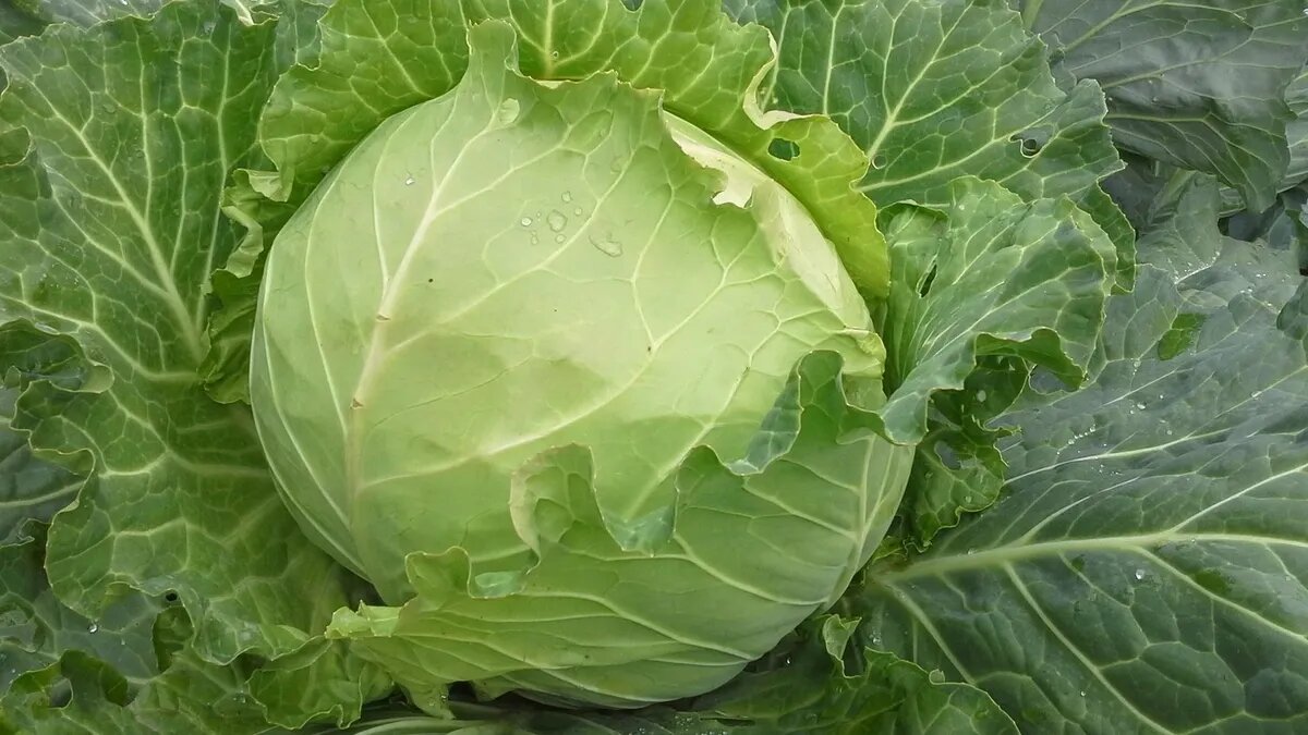 В этот день принято высаживать рассаду капусты и огурцов. Фото: pxhere.com