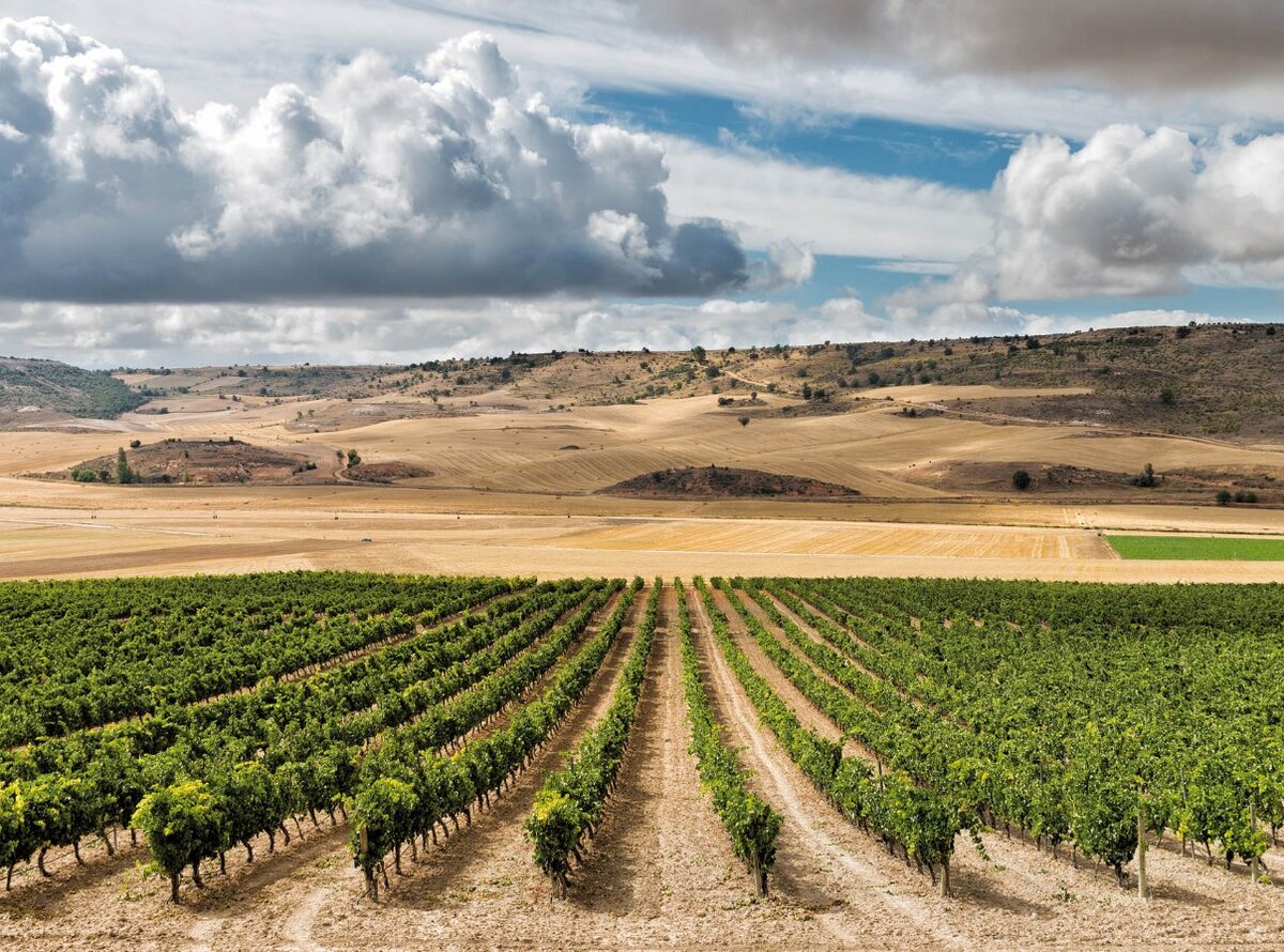 Дневные температуры Ribera Del Duero достигают 40°C
