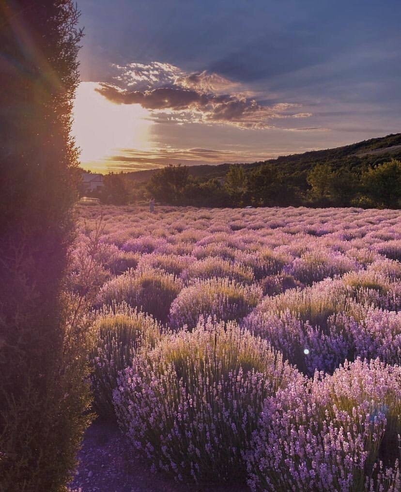 Лавандовые поля в Семигорье 