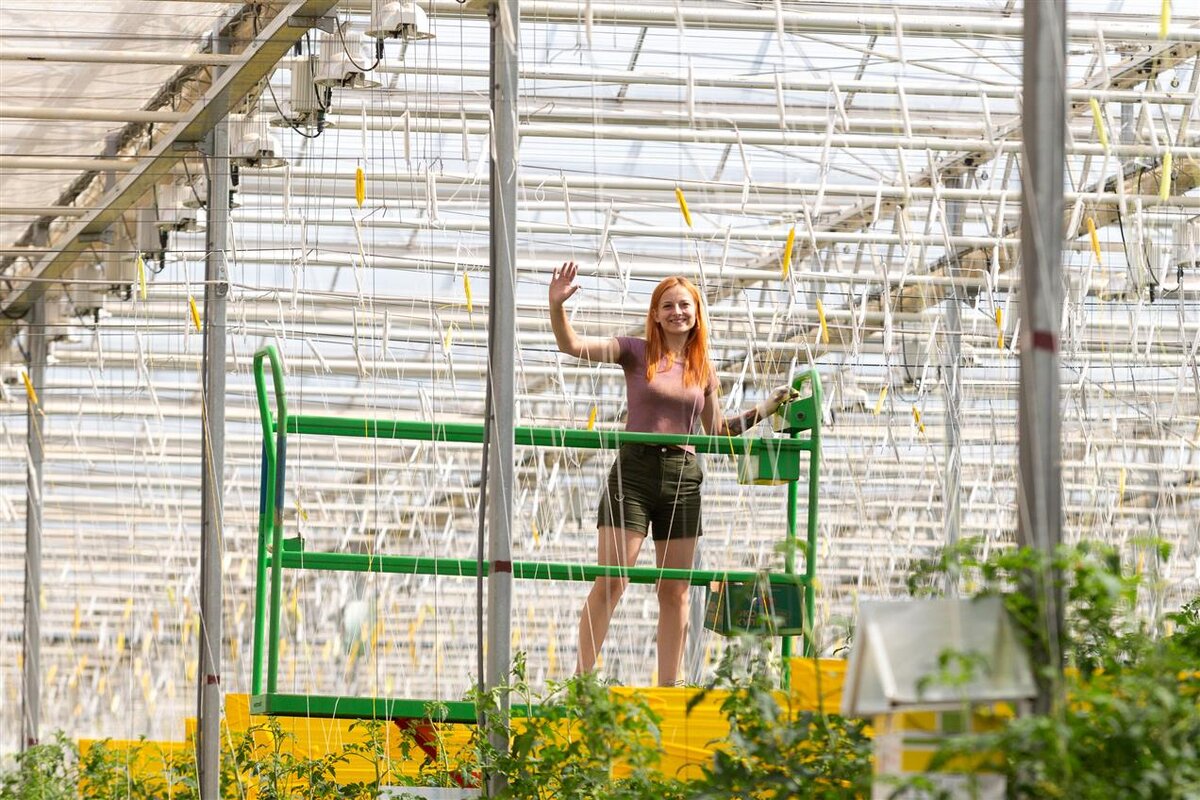 Тепличный комплекс тульский эко-культура. Тк тульский тепличный комплекс. Тепличный комплекс кувшиновский. Тульская область щекинский район тепличный комплекс. Эко культура тепличный комплекс ставропольский край.