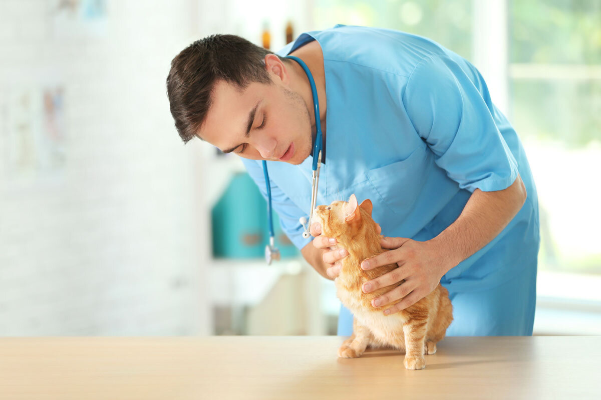 Фото из свободного доступа сети Интернет