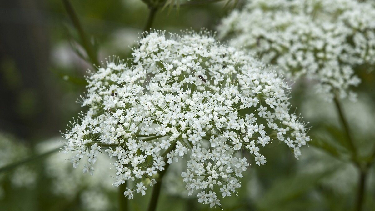    Как бороться со снытью правильно