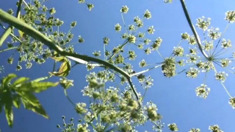 Воздушные белоснежные цветы. Фото автора