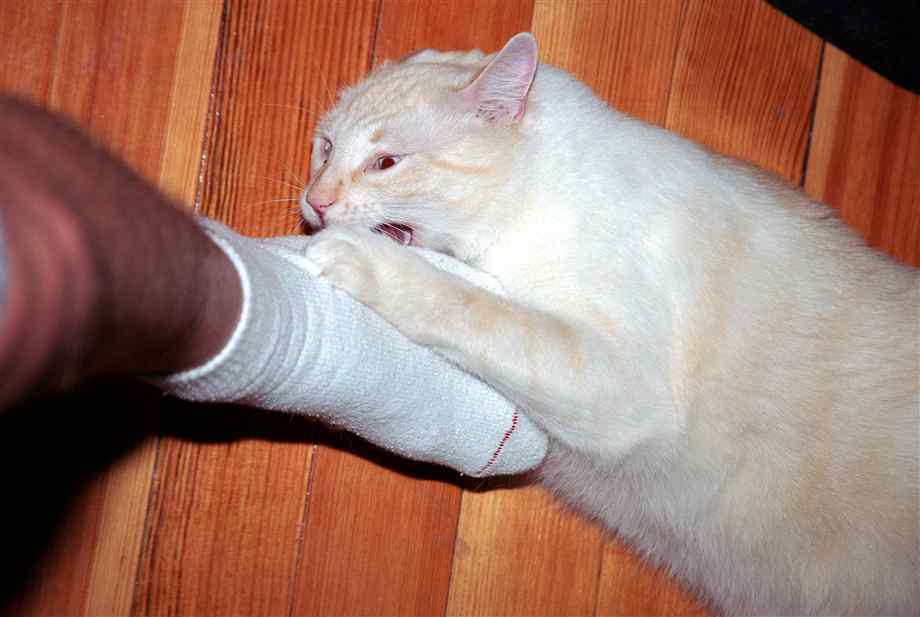 Кошка кусает за ноги: в чём причина такого поведения и как её от этого  отучить | Наши питомцы | Дзен