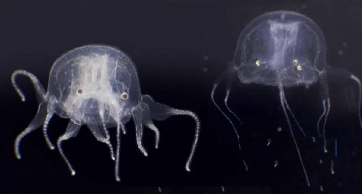 Медуза Tripedalia maipoensis