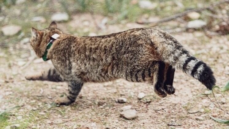 Кошка-лисица. Источник: https://www.livescience.com/