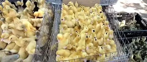 Утки утятки.Из интернета.