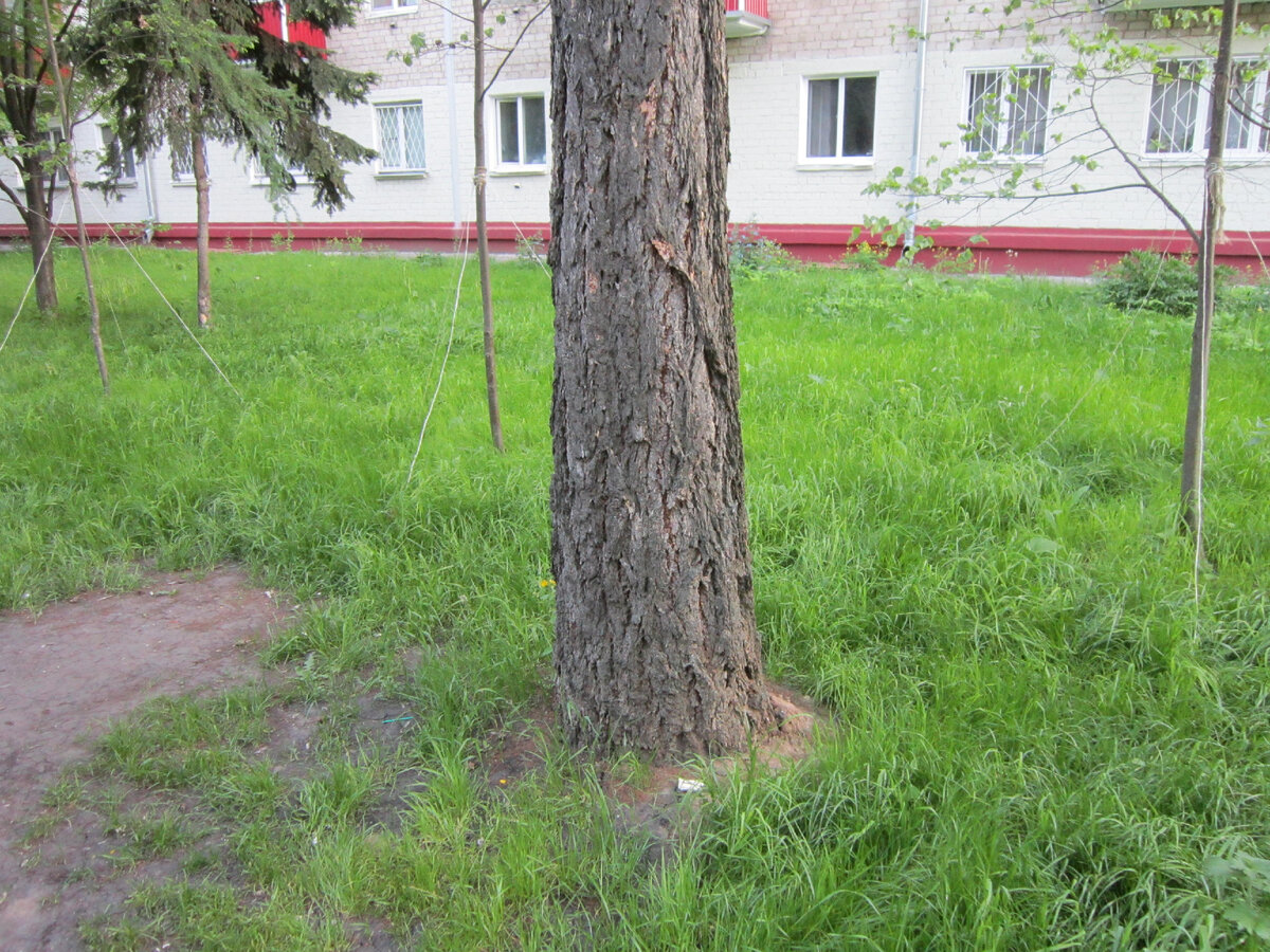 Угадай дерево | Растения в городском дворе | Дзен