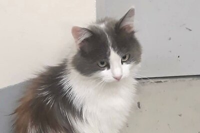    Кошка, оставленная в Шереметьеве. ©пресс-служба аэропорта