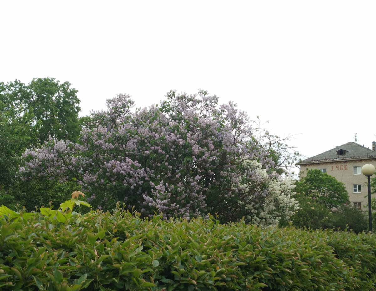 Рисуем сирень с художником Михаилом Левшиным.