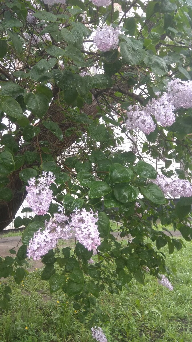 Сирень. Листики мокрые. Через минут десять будет ливень.