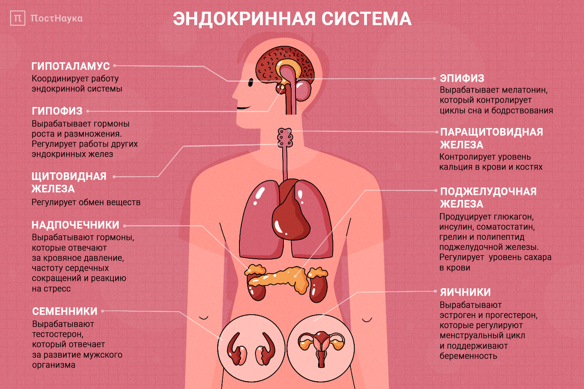 Гормональная система человека строение и функции