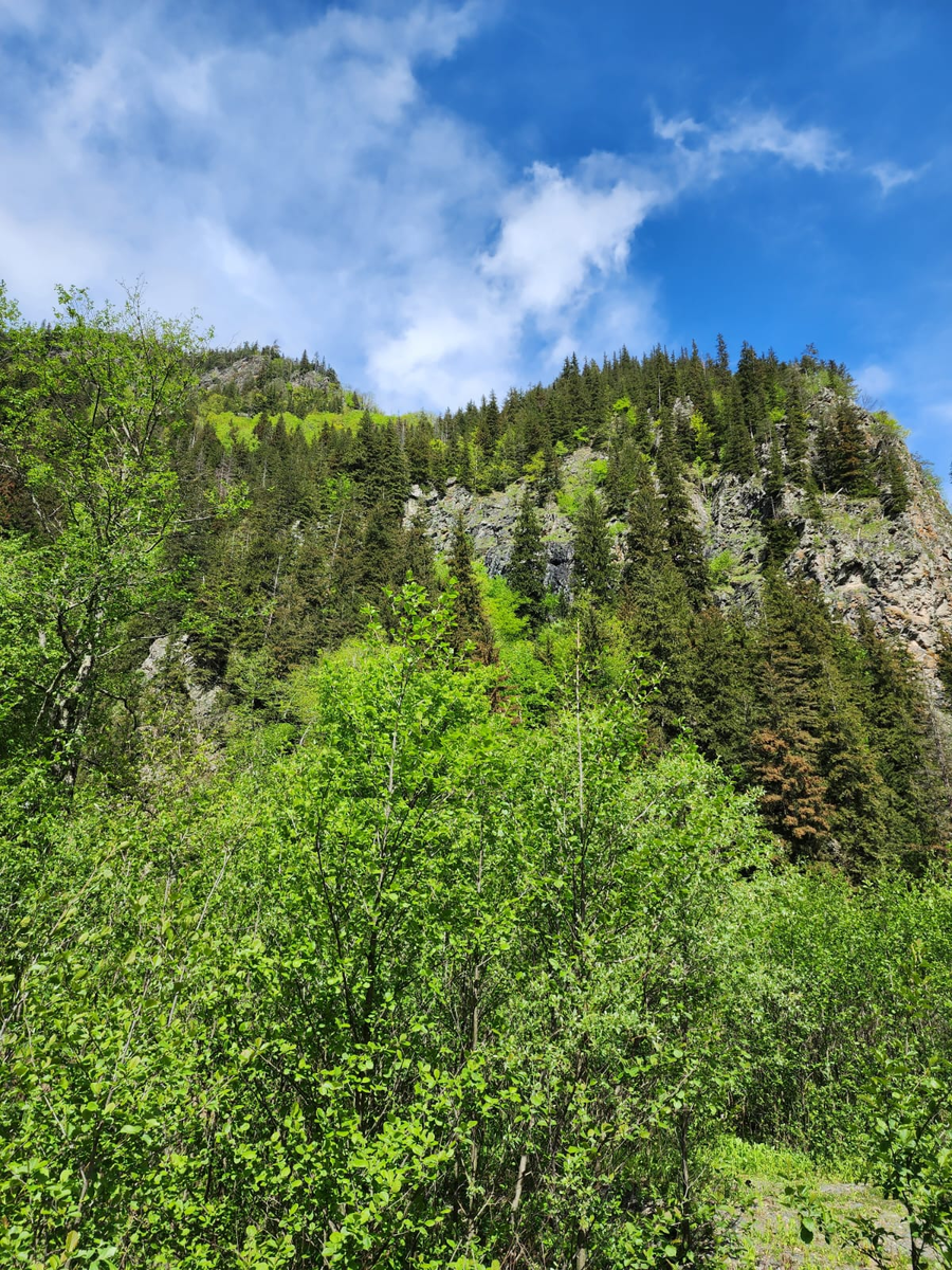 Горы утопают в свежей зелени