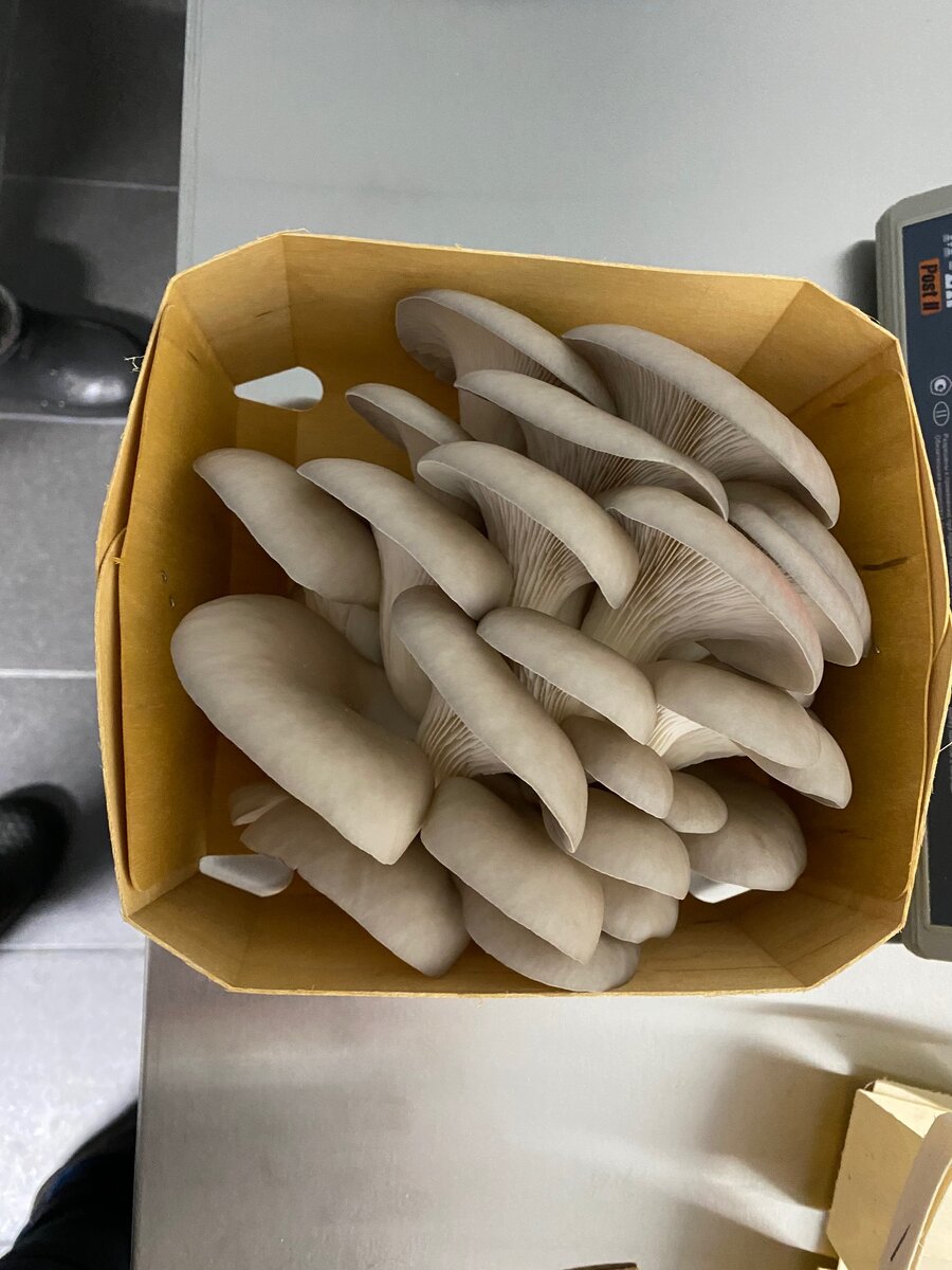 Грибы Вешенки