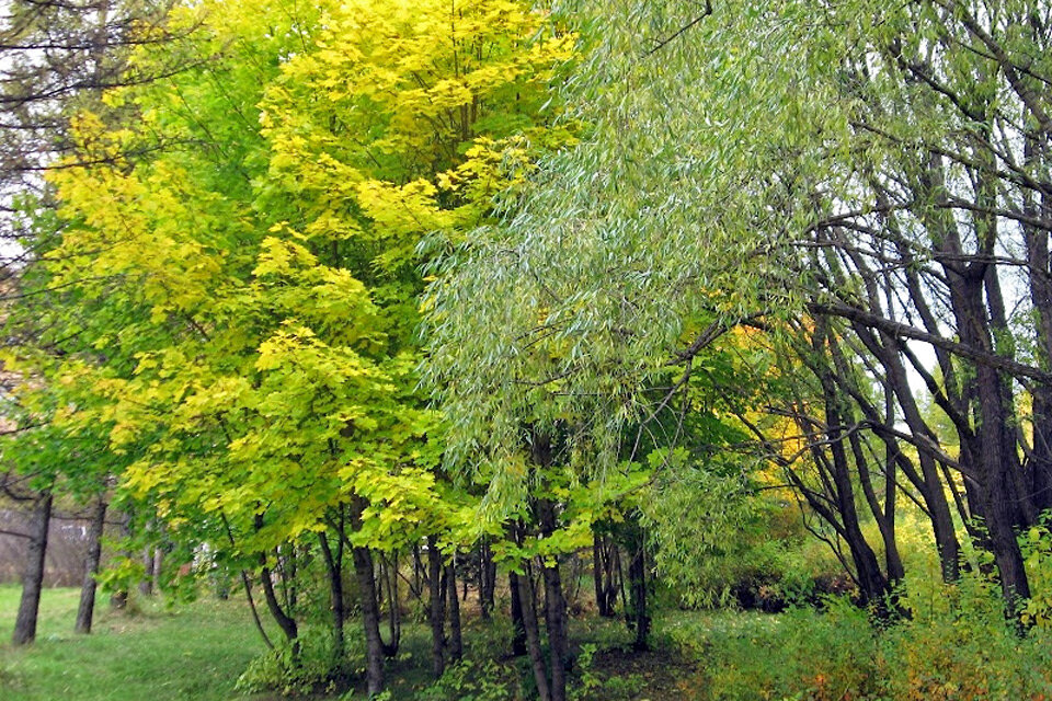Дендрарий красноярск фото
