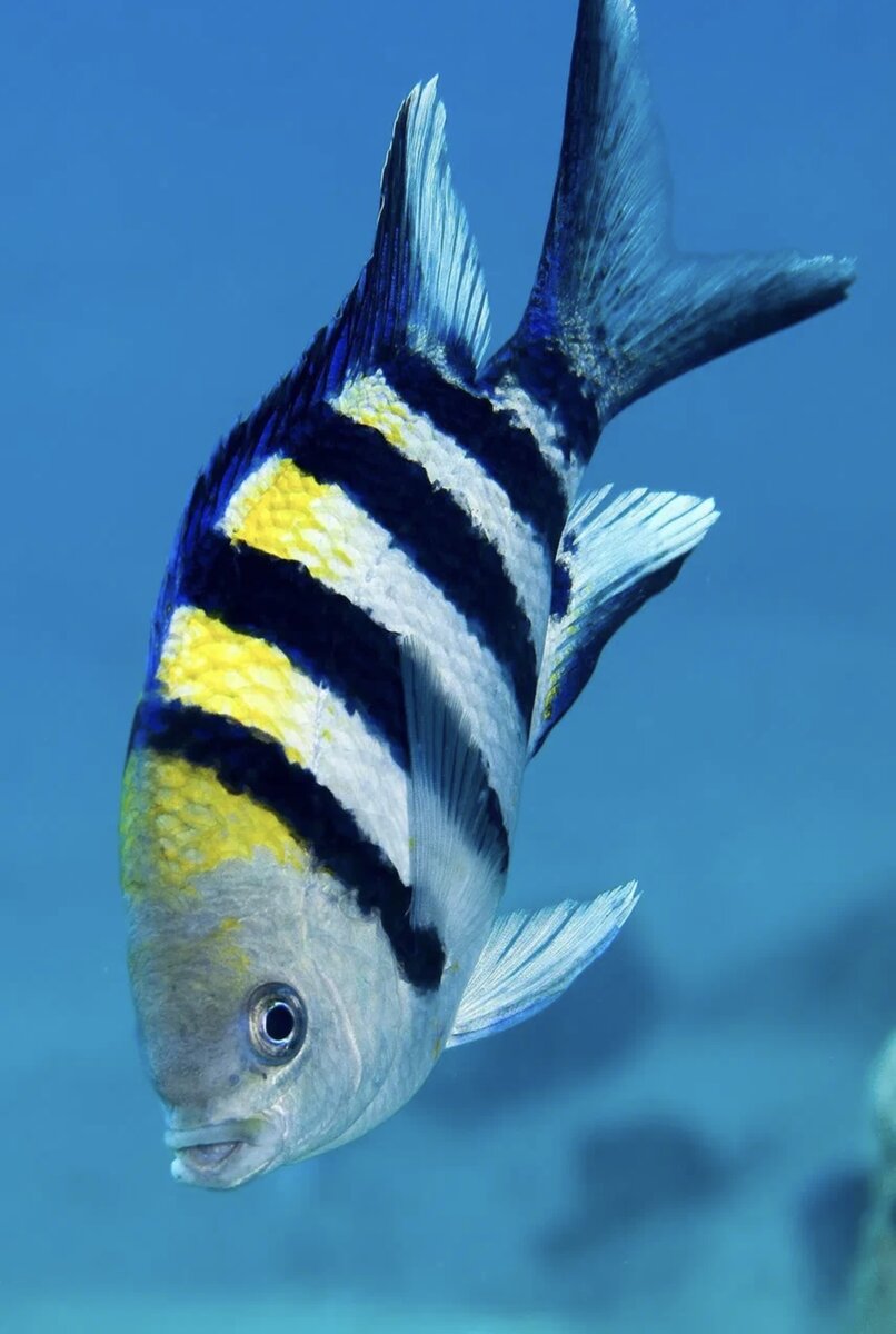 Фото из Интернета.