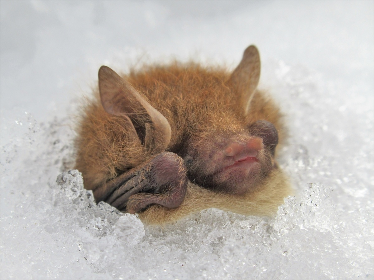 Пока мы ломаем головы над криогенными технологиями, летучие мыши просто замораживают себя на всю зиму.