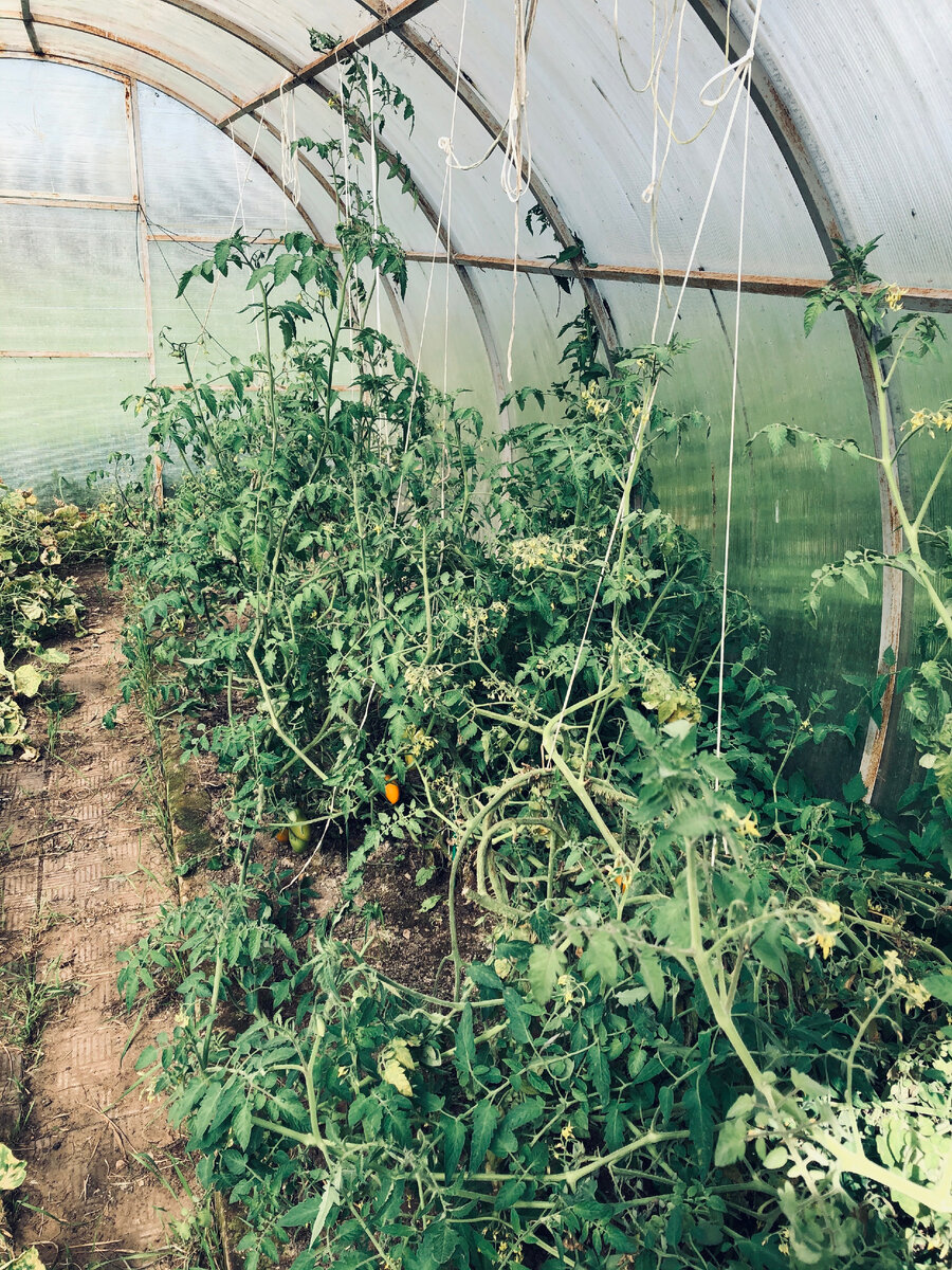 Монстры помидоры у меня в теплице. Везде фото автора.