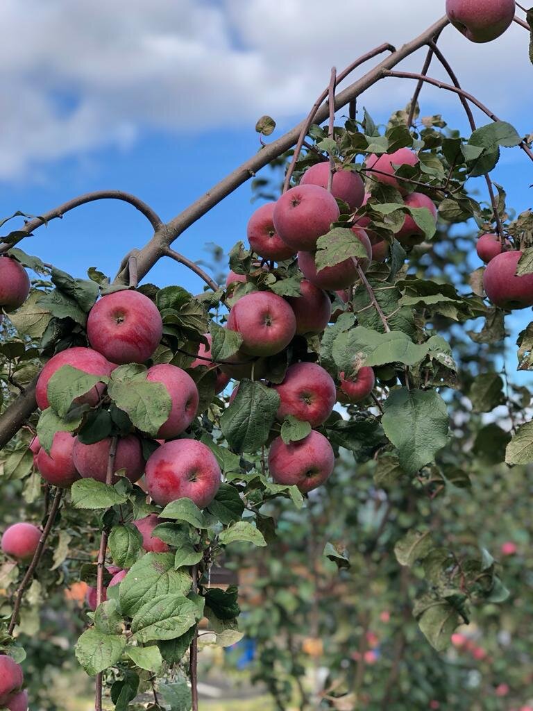 Фото Фиолетового сна