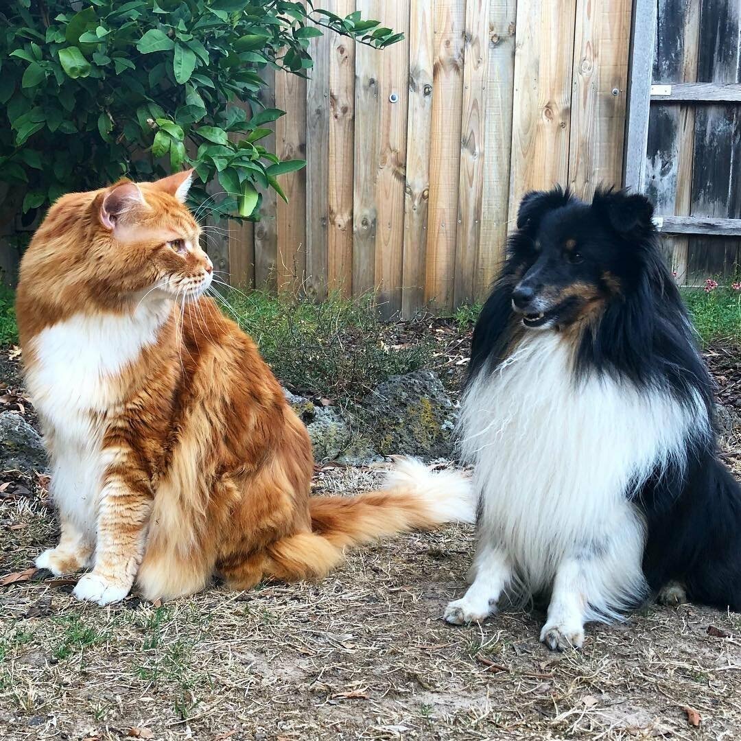 Мейн-кун и шелти -фото из открытого источника