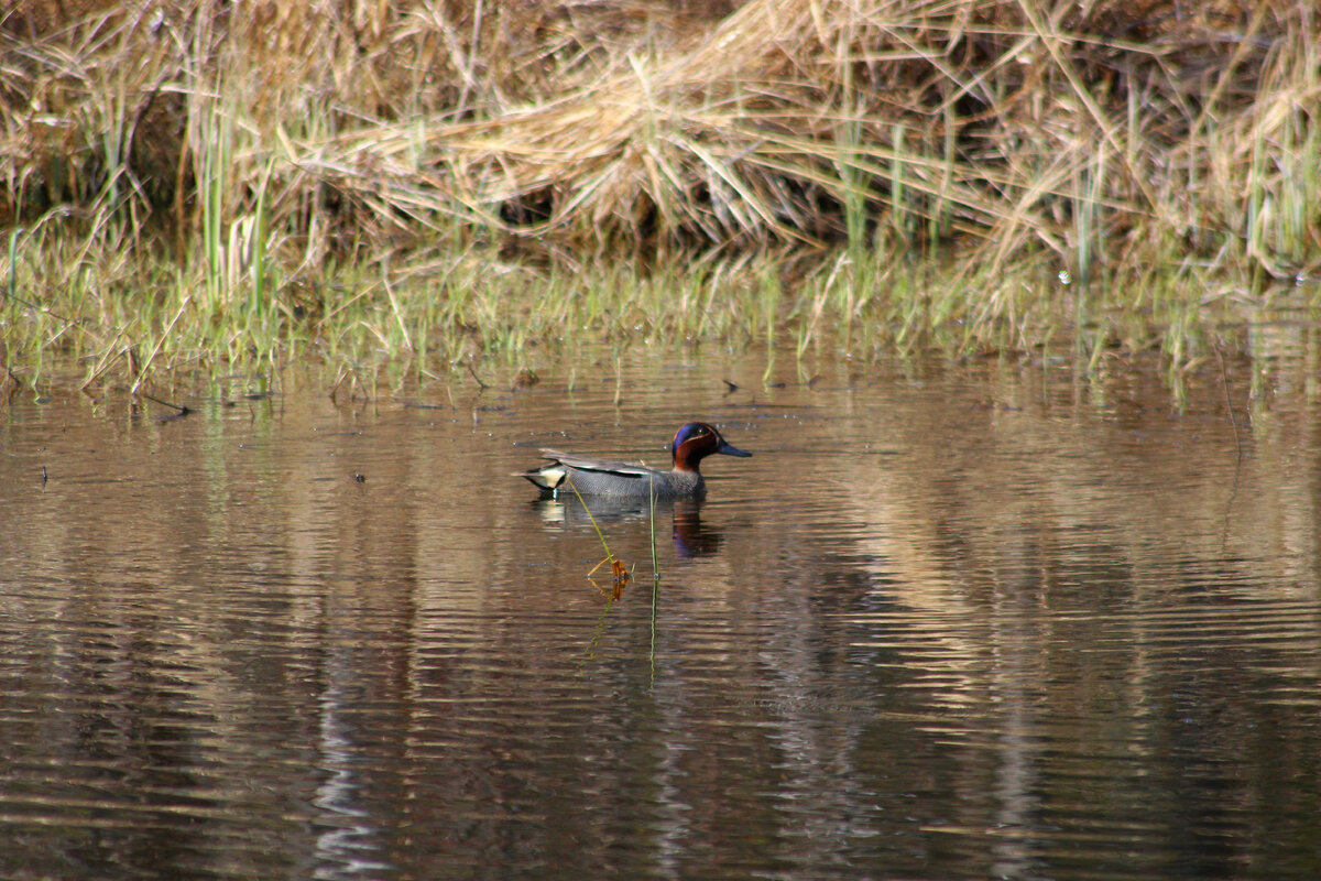 Чирок-свистунок. В Сибири этот вид уток считается самым «лесным» и неосторожным - охотно подсаживаются к охотничьим чучелам (В.К. Рябинцев, «Птицы Сибири»)
