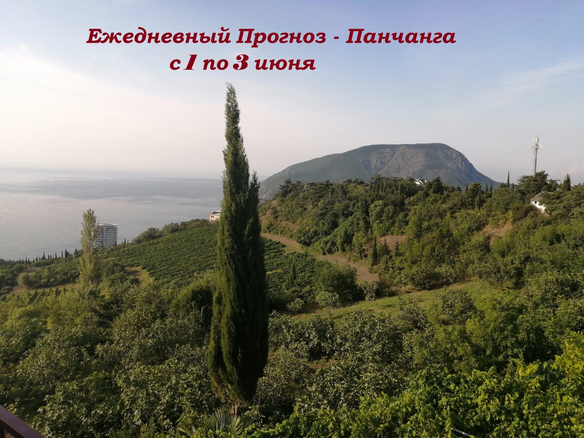 КРЫМ. Инжирный сад!!!