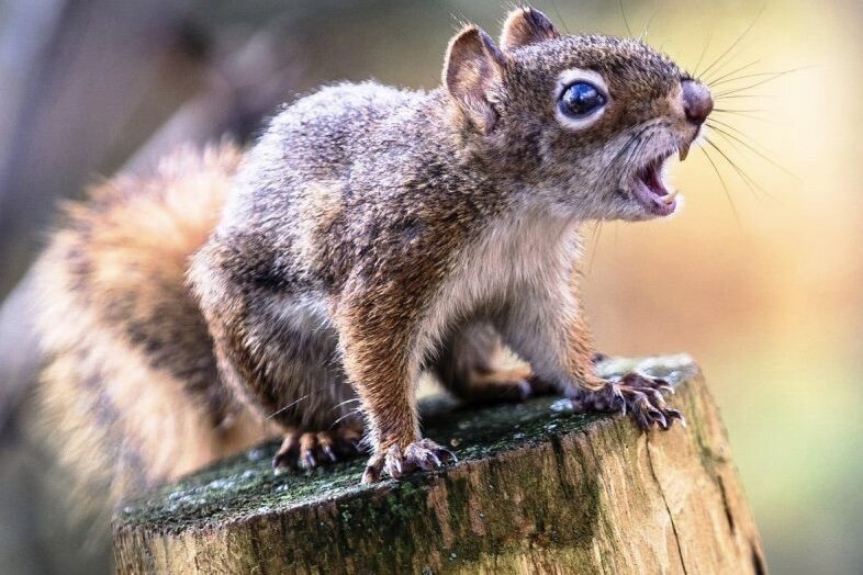 Агрессивная белка