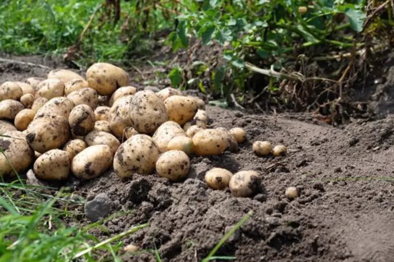 Дачный эксперт назвал 5 причин плохого урожая картофеля: большинство огородников совершают эти ошибки