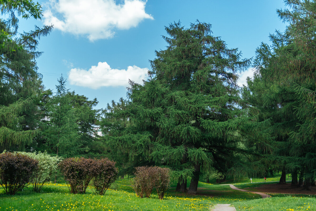 Аршиновский парк, май 2023 года. Фото: Про Мой район 