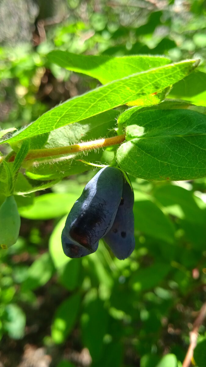 вчера попробовала первые ягоды жимолости, фото автора 