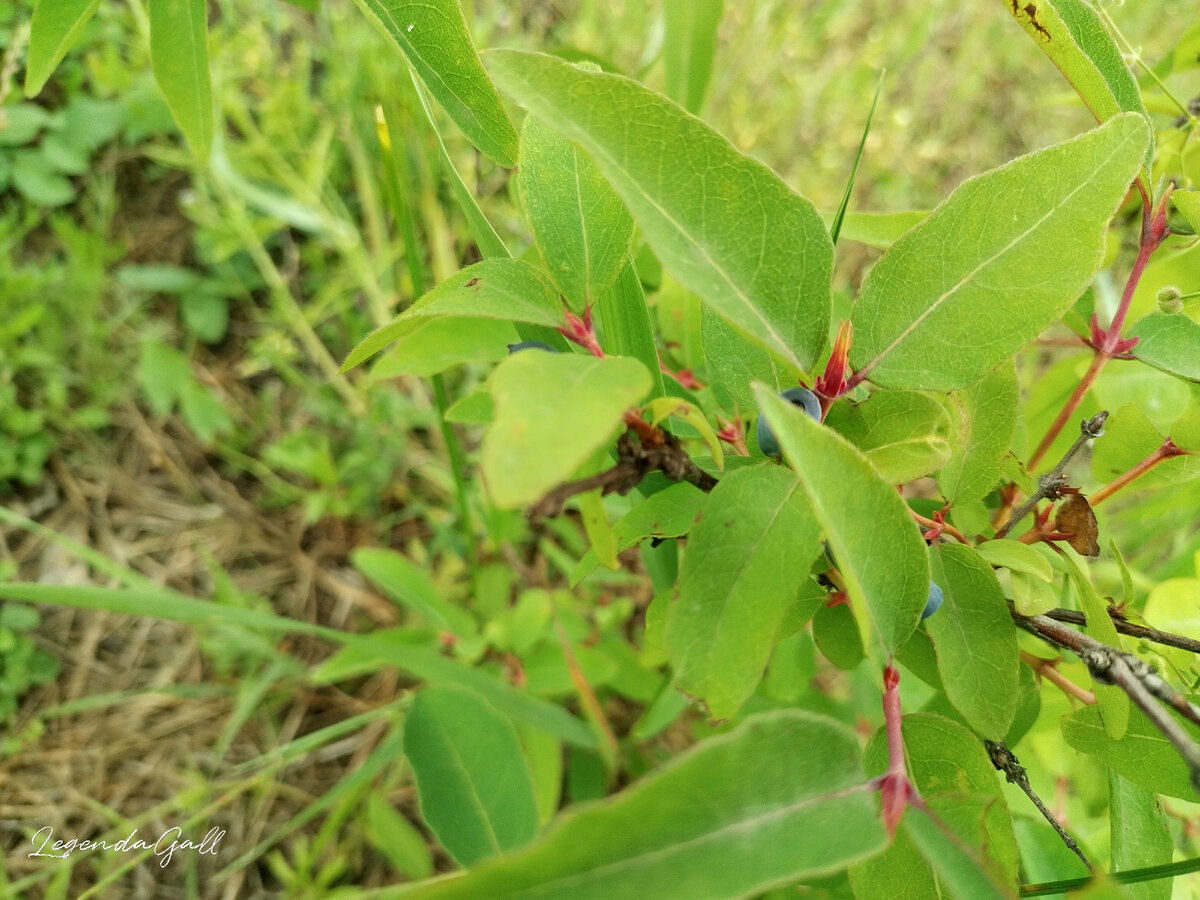 На маленькой жимолости несколько ягодок. Собрала, съели. Маловато будет...