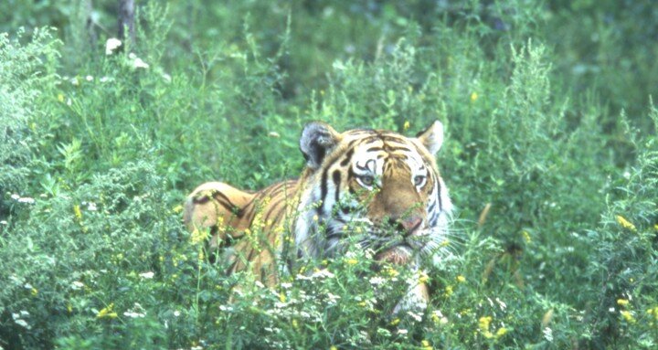 Фото: Andrei Kamenev/Russian Look