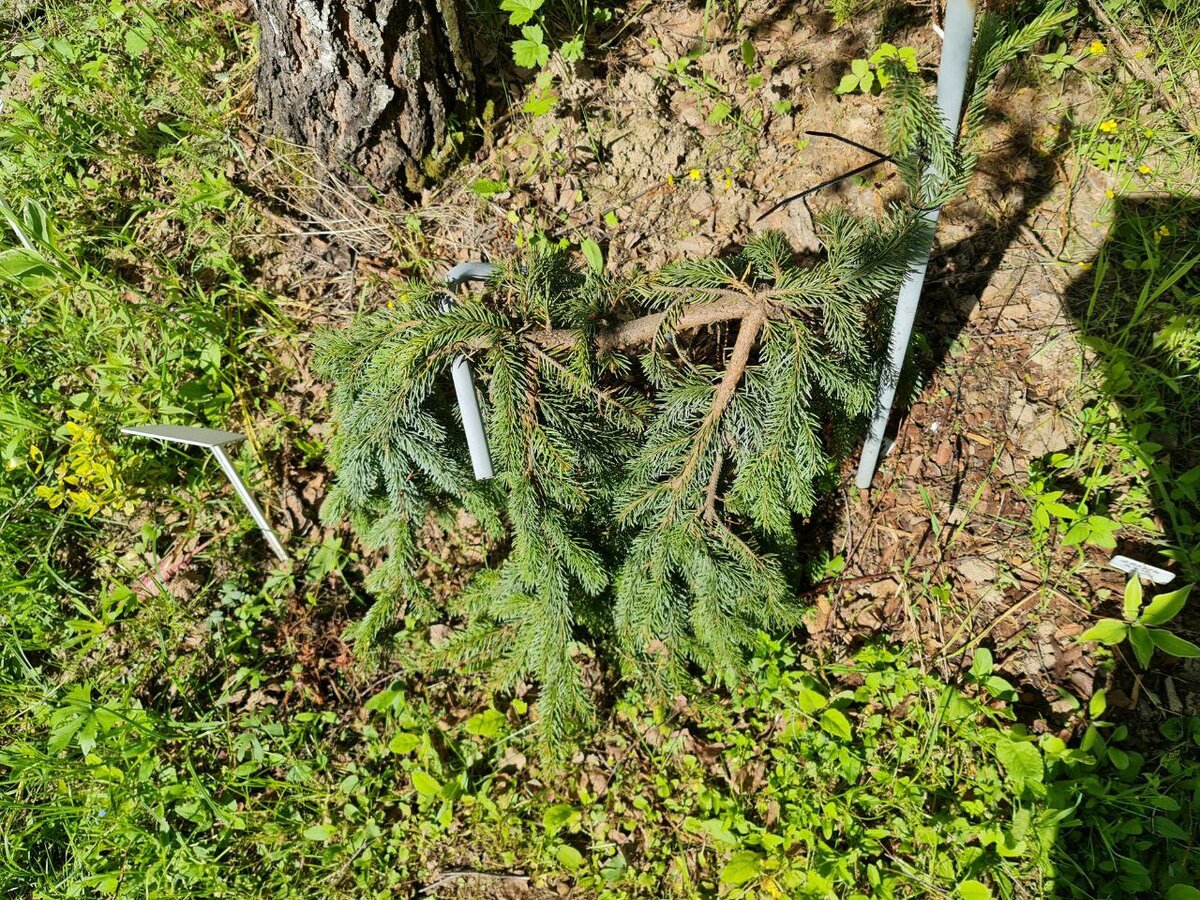 Ель Голд Дрифт, росшая на затененном месте