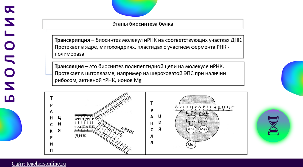 Биосинтез белка таблица