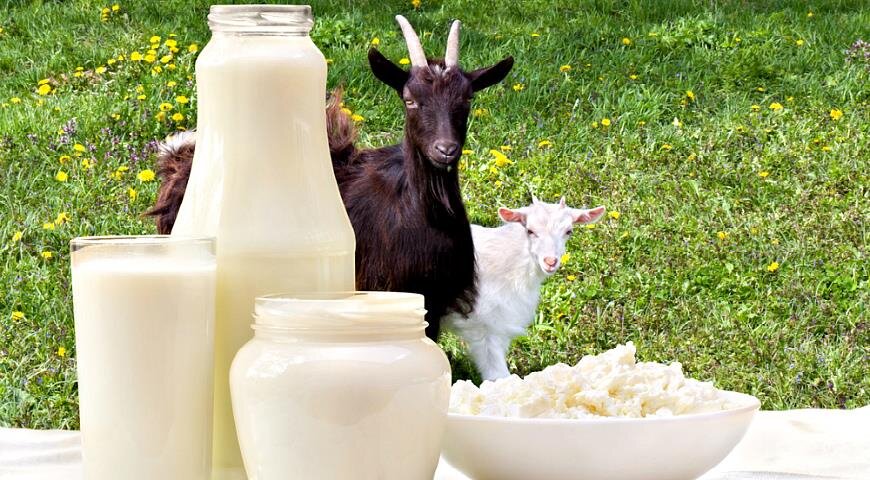 Козье молоко — богатый витаминами и минералами питательный продукт, который иногда считается даже более полезным, чем коровье. Но давайте разберемся подробнее, какое молоко все-таки лучше выбрать.