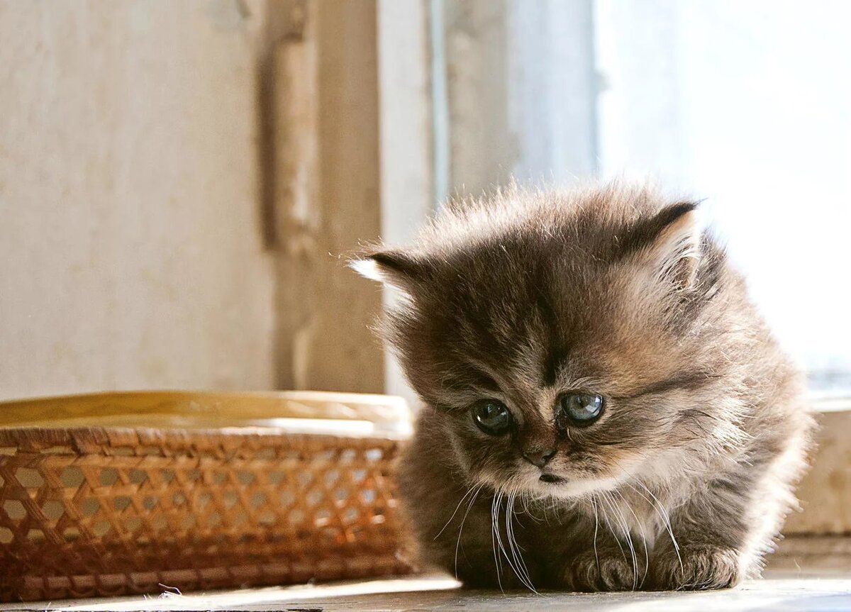 Кошечка грустит картинки