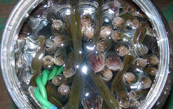 Фото с сайта: https://gruzarf.ru/wp-content