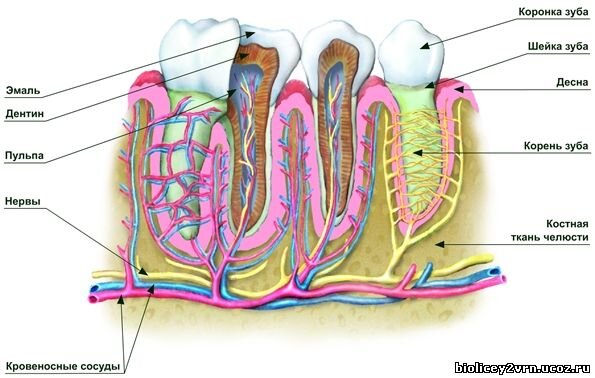 Фото позаимствовано с сайта учителей биологии МБОУ Лицей №2 г. Воронеж. Кстати, подробный, качественно оформленный сайт. С удовольствием вспомнил школьную биологию.