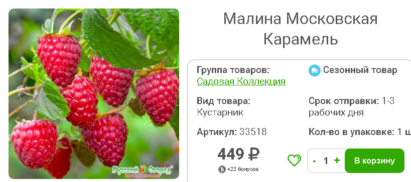 Малина Гусар, 17 см купите по низкой цене в интернет-магазине Castorama