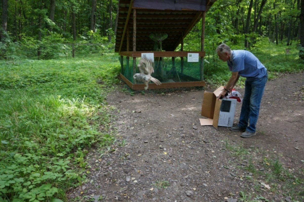    Из приюта «Дом Айболита» выпустили в лес длиннохвостую неясыть