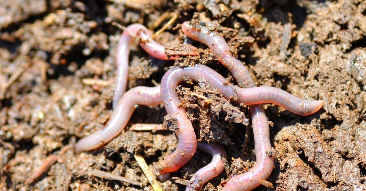 Allolobophora caliginosa Пашенный червь. Почвенно подстилочные черви. Дождевые черви в лекарствах.