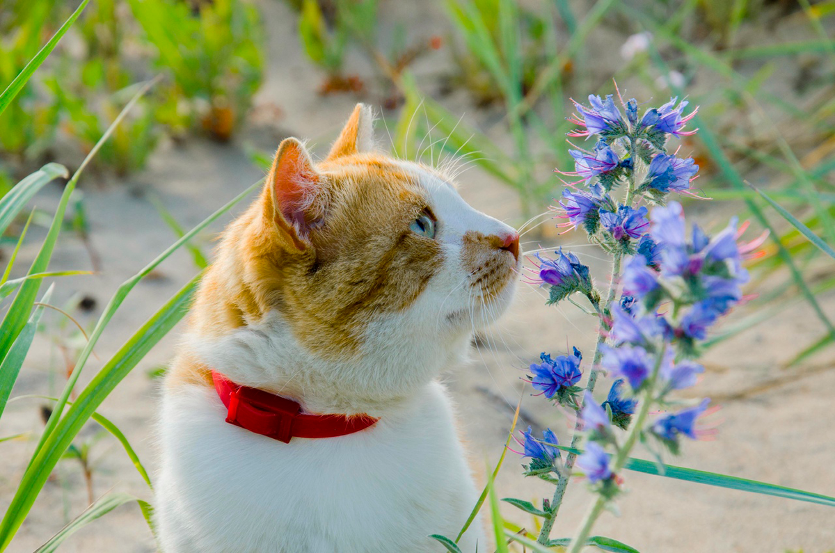 Коты в цветах — что может быть лучше? 