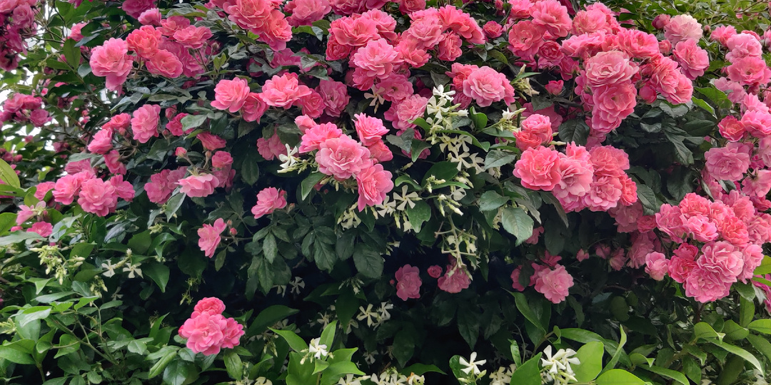 АНОНСЫ НА ИЮНЬ: ЗЕЛЕНЫЕ ВЫСТАВКИ, ЯРМАРКИ РАСТЕНИЙ, ЦВЕТОЧНЫЕ МАРКЕТЫ И СВОПЫ (Питер, Москва, Кемерово, Пятигорск, Воронеж)