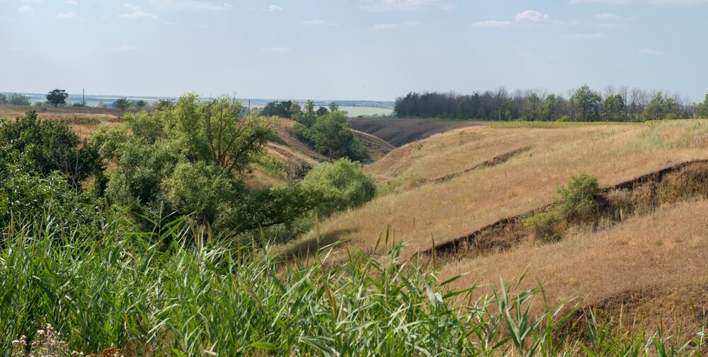 Посадки, перелески и балки — классические угодья обитания косули в Воронежской области