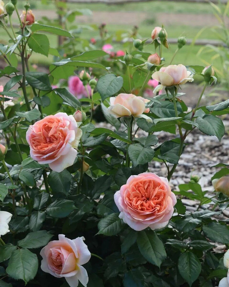    Соцсети блогера madara.putnina