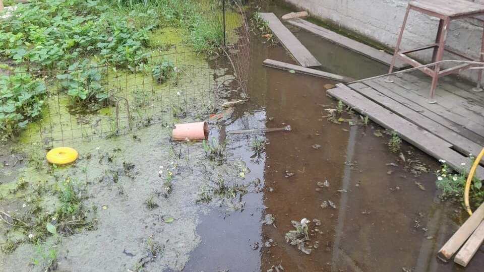    После ливня несколько улиц Батайска затопило огромными потоками воды, что сейчас происходит в городе, рассказала RostovGazeta местная жительница.